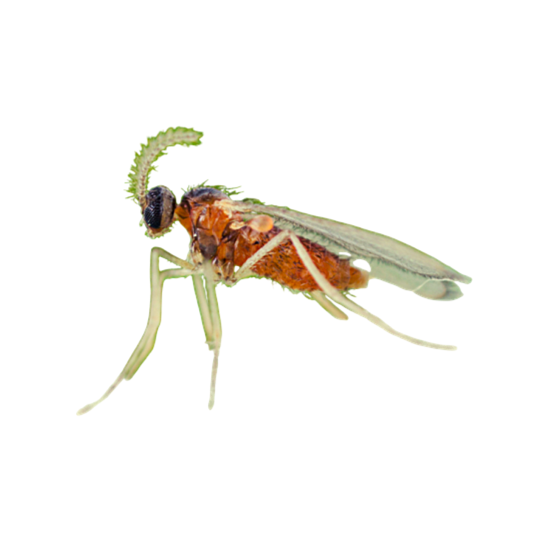 Dasineura mali